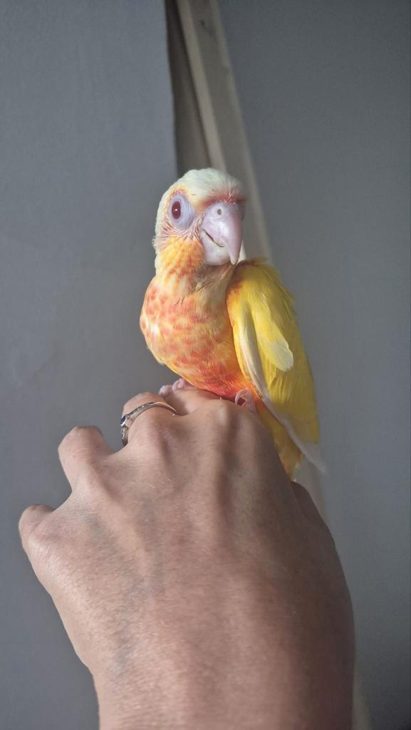 Handtamme lutino Pyrrhura molinae, Dieren en Toebehoren, Vogels | Parkieten en Papegaaien