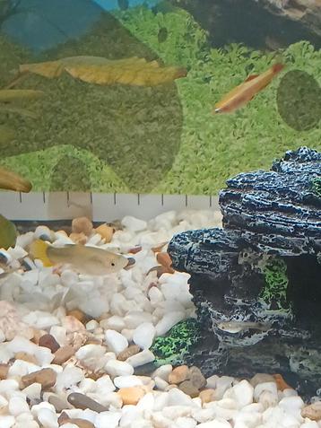 Zijn ze nog klein. Het zijn baby guppys, Dieren en Toebehoren, Vissen | Aquariumvissen