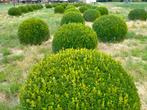 Buxusbollen, Ophalen, Buxus