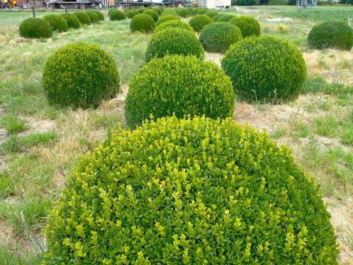 Buxusbollen, Tuin en Terras, Planten | Struiken en Hagen, Buxus, Ophalen