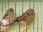 glosters, Dieren en Toebehoren, Vogels | Kanaries