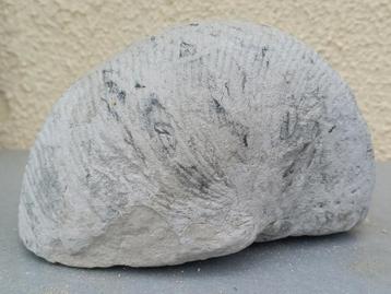 Ammonite fossile - Nautilus, Enlèvement ou Envoi, Fossile