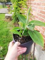Bananenplanten, Ophalen