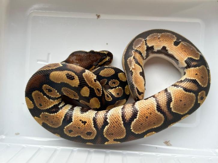 1.2 ball python - DH albino/lavender albino pos het pied, Dieren en Toebehoren, Reptielen en Amfibieën, Slang, 0 tot 2 jaar, Tam