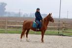 Leuke allround merrie, Dieren en Toebehoren, Merrie, M