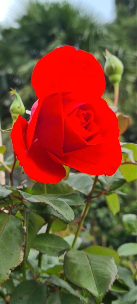 Stamroos 'Kanegem ', Tuin en Terras, Planten | Tuinplanten, Halfschaduw, Ophalen