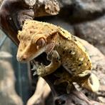 Superdal wimpergekko vrouw, Dieren en Toebehoren, Reptielen en Amfibieën, Hagedis, Tam