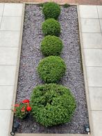 Buis Buxus boule, Jardin & Terrasse, Plantes | Arbustes & Haies, Buis