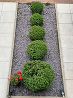 Buis Buxus boule, Jardin & Terrasse, Buis