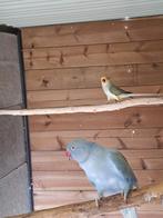 Halsbandparkieten, Dieren en Toebehoren, Vogels | Parkieten en Papegaaien, Geringd