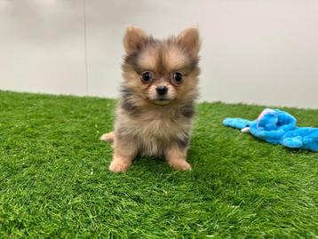 PomChi pups beschikbaar voor biedingen