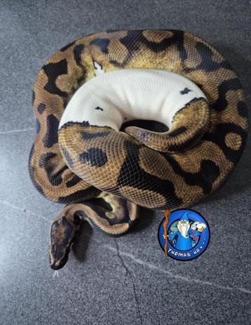 Python regius  beschikbaar voor biedingen