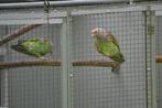 Couple reproducteur de perroquets du Cap (Suahelicus), Animaux & Accessoires, Oiseaux | Perruches & Perroquets, Perroquet, Plusieurs animaux