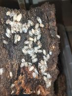 Porcellio Leavis « vache laitière », Autres espèces