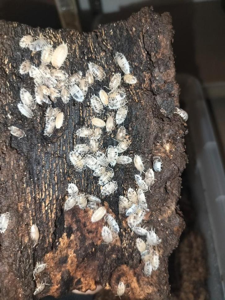 Porcellio leavis "dairy cow", Dieren en Toebehoren, Insecten en Spinnen, Overige soorten