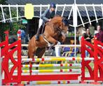 Springpaard/ fokmerrie, Dieren en Toebehoren, Paarden en Pony's | Dekhengsten en Fokmerries, Merrie