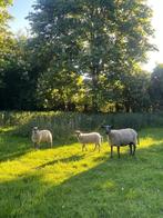 Bleu du Maine ooi met 2 ooilammeren, Vrouwelijk, Schaap, 0 tot 2 jaar