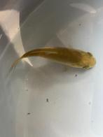 Koi - Chagoi - 10cm - mooi schubbenpatroon, Dieren en Toebehoren, Vissen | Vijvervissen, Karper of Koi