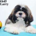 Lhasa Apso « Larry » cherche un foyer chaleureux, Animaux & Accessoires, Parvovirose, Un chien, Belgique, Commerçant