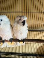 Alba-kaketoes, Dieren en Toebehoren