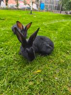 Vlamese Reus, Dieren en Toebehoren, Konijnen