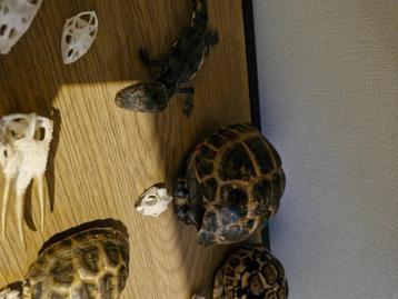 Gezocht: overleden dieren  beschikbaar voor biedingen