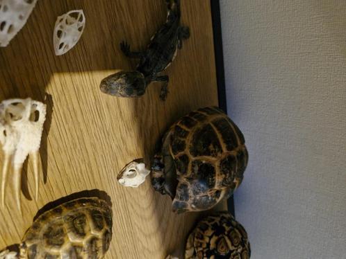 Gezocht: overleden dieren, Dieren en Toebehoren, Reptielen en Amfibieën