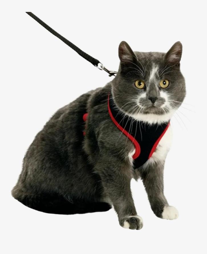 Flamingo kat harnass - les, Dieren en Toebehoren, Katten-accessoires, Ophalen