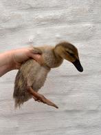 Indische loopeend kuikens, Dieren en Toebehoren, Eend