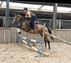 Zeer unieke en brave appaloosa E pony !!, B, Springpony, 3 tot 6 jaar, Merrie