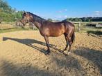 Dressuur, jonge paarden en drachtige merrie, Dieren en Toebehoren, Paarden, Merrie