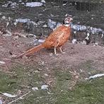 Buff bosfazanten, Dieren en Toebehoren, Pluimvee, Mannelijk, Overige soorten