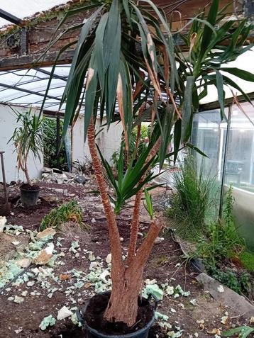 Yucca  beschikbaar voor biedingen