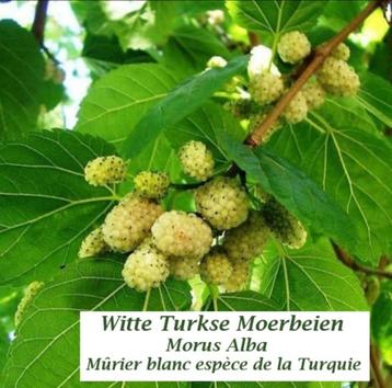 WITTE (Turkse) MOERBEI Planten, in pot: 40/60 cm = 8€/stuk.