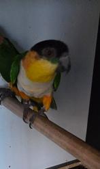 Caique tête noire mâle 2009, Dieren en Toebehoren, Mannelijk