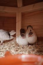 2 Helmduiven en 1 Geflekte Pauwstaart – 6 Weken Oud – €10 p/, Dieren en Toebehoren, Vogels | Duiven, Meerdere dieren, Overige soorten