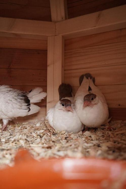 2 Helmduiven en 1 Geflekte Pauwstaart – 6 Weken Oud – €10 p/, Dieren en Toebehoren, Vogels | Duiven, Overige soorten, Meerdere dieren