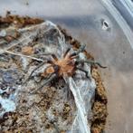 Cyriocosmus perezmilesi, Dieren en Toebehoren, Insecten en Spinnen