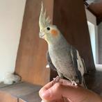 Valkparkiet met de hand grootgebracht, Dieren en Toebehoren, Vogels | Parkieten en Papegaaien