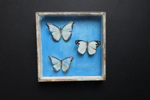 3 opgezette vlinders in kleurrijk kader - grunge aesthetic, Antiek en Kunst, Curiosa en Brocante, Ophalen of Verzenden