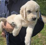 Des beaux Golden Retriever, Animaux & Accessoires, Golden retriever, 8 à 15 semaines, Plusieurs, Éleveur | Loisir