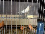Kanarie, Dieren en Toebehoren, Vogels | Kanaries