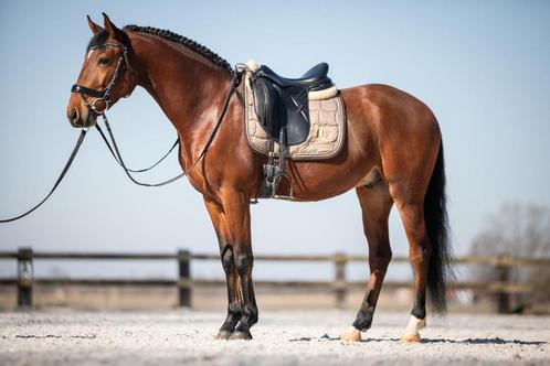 Lusitano ruin, Dieren en Toebehoren, Paarden, Ruin