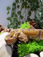 Ball python ultramel het pied, Dieren en Toebehoren