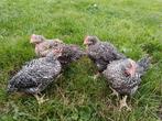 koekoek vleeshanen, Dieren en Toebehoren