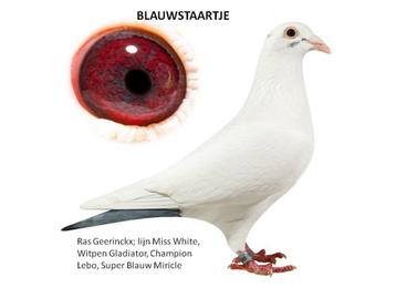 2 jonge duifjes met stamboom, Plusieurs animaux, Pigeon voyageur