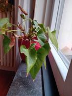 Mooie plant in rode bloempot, Huis en Inrichting, Ophalen