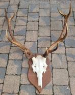 Bois de cerf + Crâne, Collections, Collections Animaux, Enlèvement, Comme neuf, Cerf, Crâne