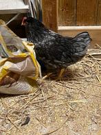 GRATIS : Mooie jonge haan, Dieren en Toebehoren, Vogels | Overige Vogels, Mannelijk