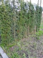 TAXUS van 220cm hoog: aan €8/stuk (SPOTPRIJS!), Tuin en Terras, Planten | Bomen, Overige soorten, Ophalen, 100 tot 250 cm